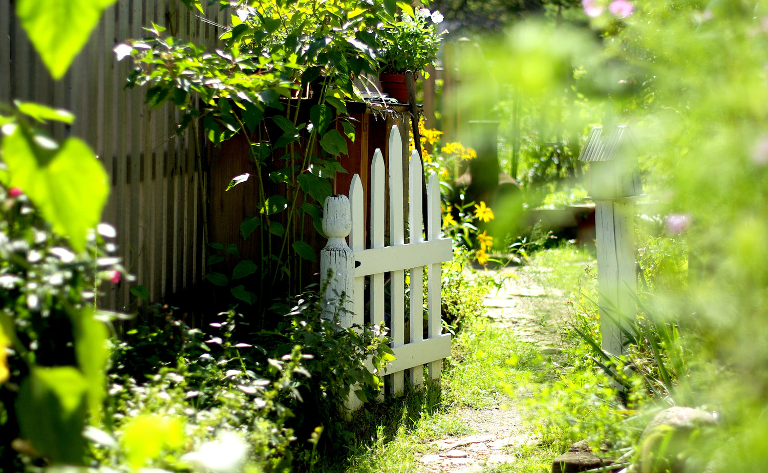 “Peaceful garden path at Timberlane Gardens Nursery in Homer Glen, Illinois — surrounded by flowers, herbs, and lush greenery. A welcoming glimpse of our home-based nursery where visitors discover unique plants, heirloom vegetables, and timeless garden beauty.”