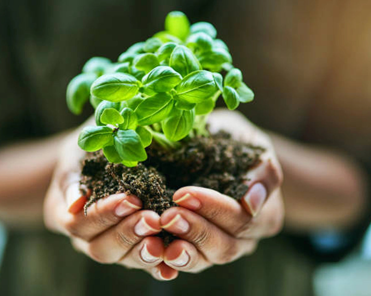 Timberlane Gardens — discover the benefits of raised garden beds for easier, healthier, and more productive organic gardening, proudly handcrafted in Homer Glen, Illinois USA.