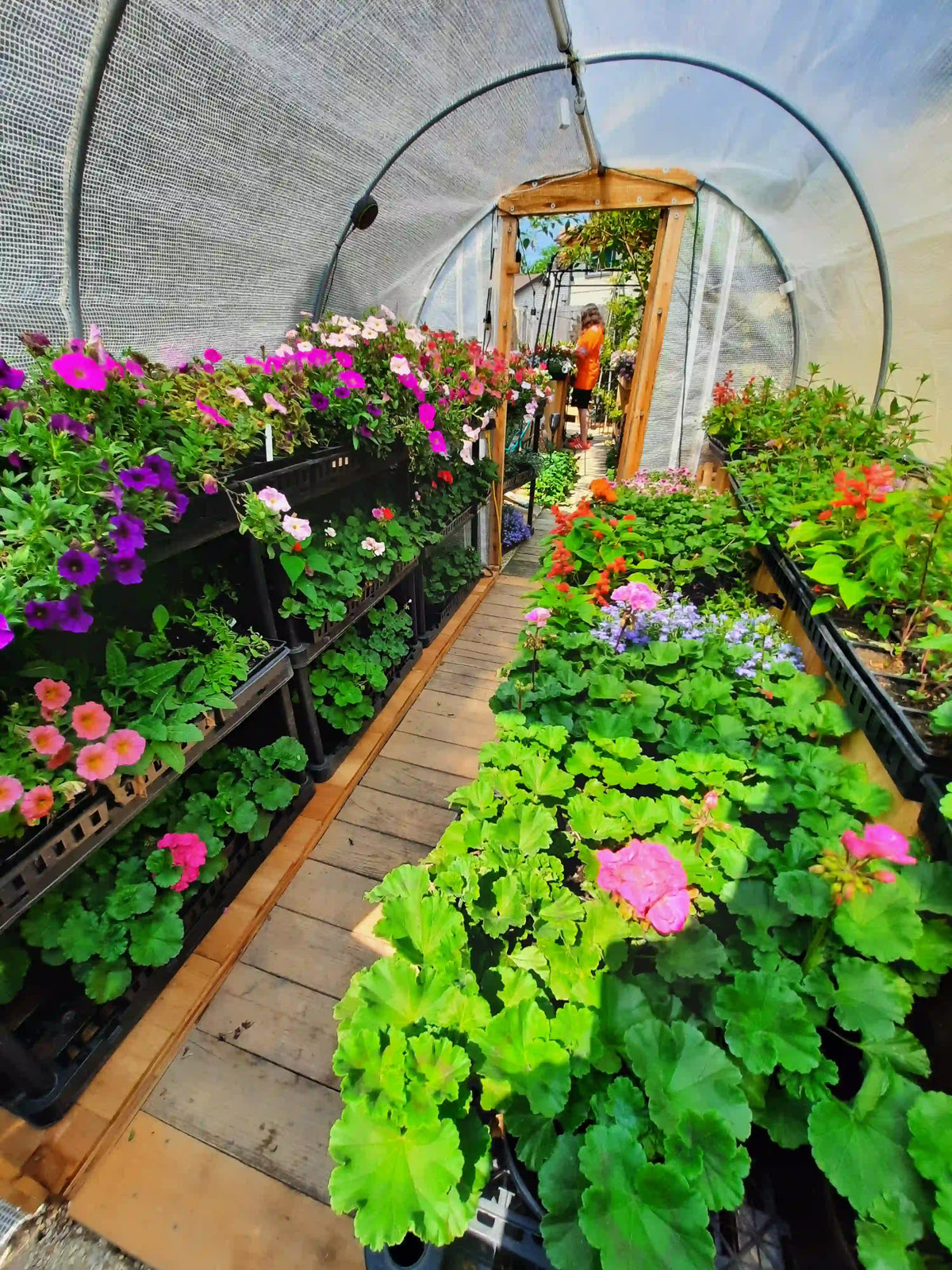Peaceful garden path at Timberlane Gardens Nursery in Homer Glen, Illinois — surrounded by flowers, herbs, and lush greenery. A welcoming glimpse of our home-based nursery where visitors discover unique plants, heirloom vegetables, and timeless garden beauty.