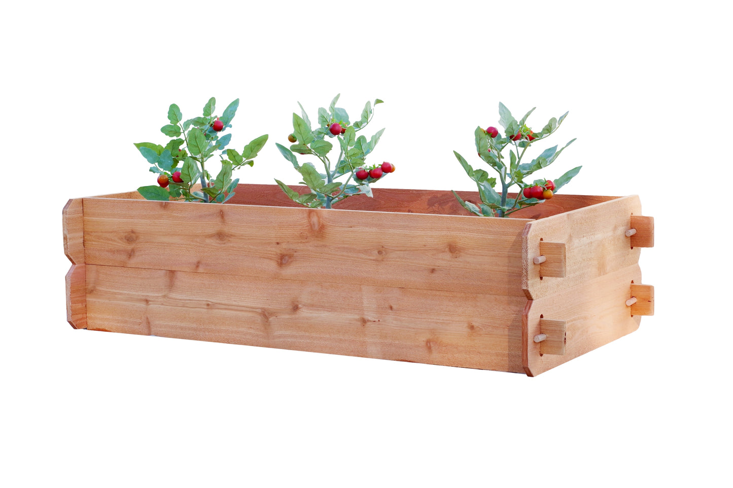 Timberlane Gardens double deep 2x4 raised garden bed with three tomato plants.