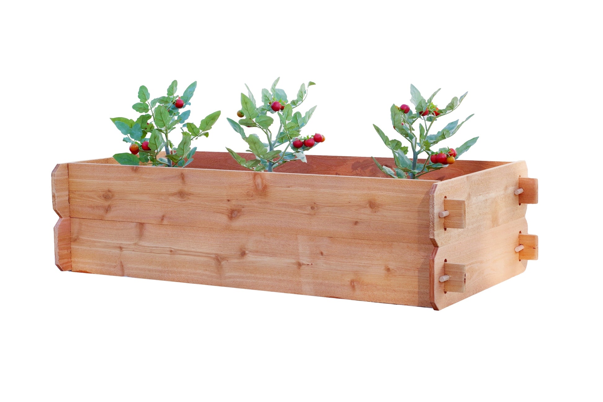 Timberlane Gardens double deep 2x4 raised garden bed with three tomato plants.