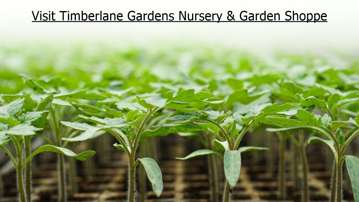 Timberlane Gardens Nursery and Garden Shoppe